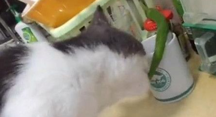 睡到半夜被奇异的怪声惊醒 竟是猫咪啃辣椒