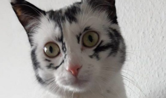 白斑症黑白宾士猫 长大变身白底黑斑超酷炫猫咪!