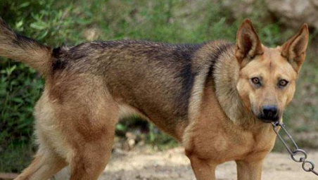狼犬土狗的混血儿，每日定时执行外出，定时执行回家，主人和去看泪如雨下！