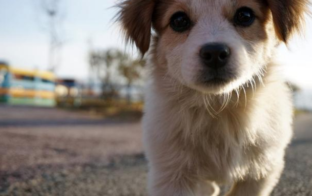 “收狗”牌子下的比熊犬,看见路人经过时,它的一个动作让人想哭 “收狗”牌子下的比熊犬,看见路人经过时,它的一个动作让人想哭