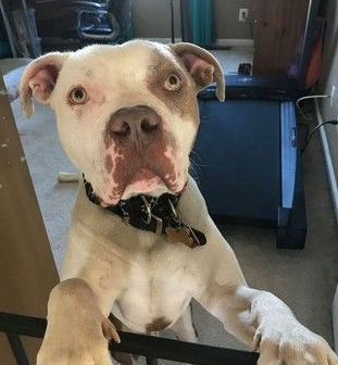 比特犬被主人绑树上虐待 幸得志工和警察帮助获得解救 比特犬被主人绑树上虐待 幸得志工和警察帮助获得解救