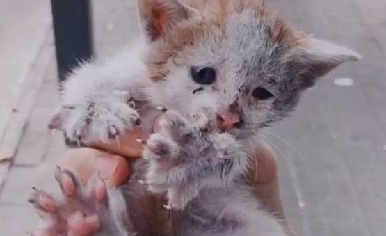 暖心故事:一只小猫在冬天流浪,被收养后登上“喵生巅峰”