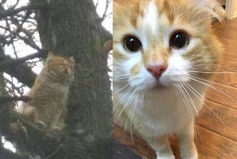 橘猫受困树上饱受惊吓 救援后终于放松并学着信任人