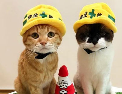 猫奴为防爱猫跟暖炉太近 特用可爱小道具隔开距离