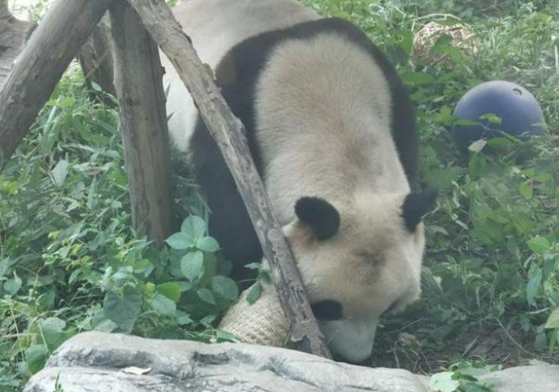 连熊猫都秃头了，大家火速围观！不过跟人秃头有本质区别