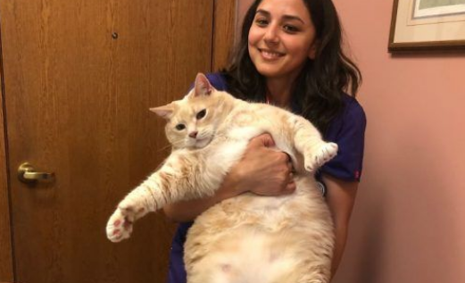 爱猫情侣想收养第三只猫 意外被一只橘喵吉拉吸引