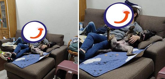 汪在妈咪怀中翻肚脚开开 开心到忘记收舌头