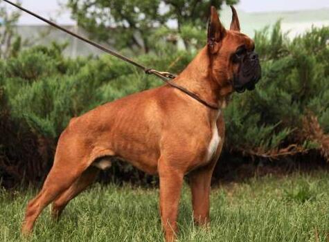 拳师犬智商排名第几