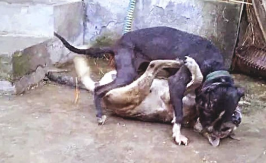 比特犬欺压土狗,将它按在土里暴揍,下一秒界面,令人瞪大眼睛! 比特犬欺压土狗,将它按在土里暴揍,下一秒界面,令人瞪大眼睛!