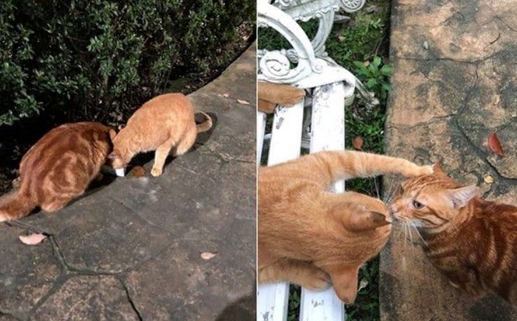 每天跑来约会 小橘猫卸下新防变撒娇鬼