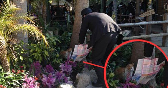 猫咪误闯迪士尼 暖心员工摊开地图为其指引出口