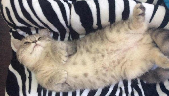 带着猫滚出去! 3年后阿嬷关心瘦得跟猴一样