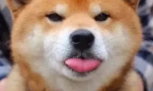 送给奶奶养的柴犬果然不同凡响 送给奶奶养的柴犬果然不同凡响