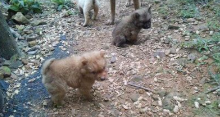 忠犬深山受困 主人多次登山终将狗狗寻回