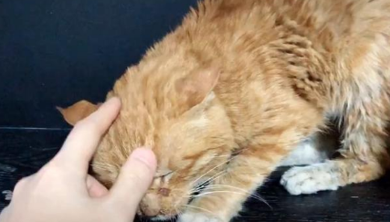 铲屎官逗弄家猫，流浪猫隔窗求抚摸：您家还缺猫吗？我可以！