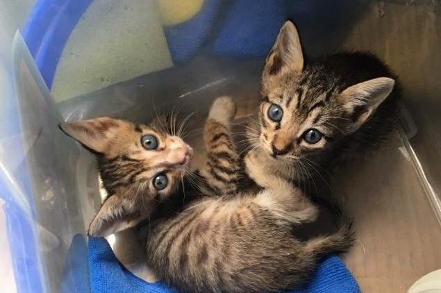 2只猫咪被遗弃在垃圾子母车 遇好心暖爸救回