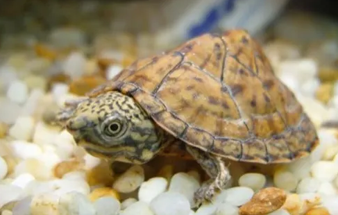 虎纹麝香龟腐皮怎么治疗?抗生素需谨慎使用!