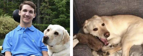 护理犬过四岁生辰,主人为谢谢它的不求回报协助,让它自身去挑礼品! 护理犬过四岁生辰,主人为谢谢它的不求回报协助,让它自身去挑礼品!