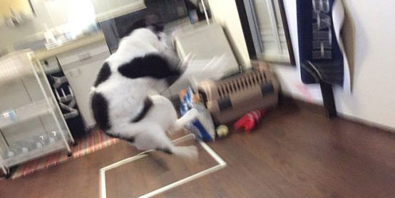 猫咪也有猫咪保姆啦！拍照质量还是有待提高