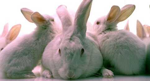 美马州一母子养78兔子 在屋内任其行走