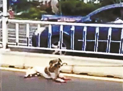 山东威海“虐狗事件”引众怒 车主信息遭人肉 山东威海“虐狗事件”引众怒 车主信息遭人肉