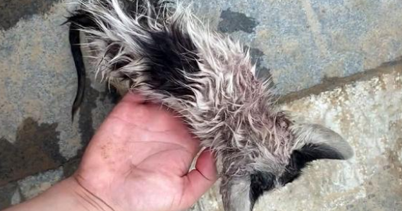 暴雨后街头无助发抖的小流浪猫，被她一把抱起：别怕，我带你回家