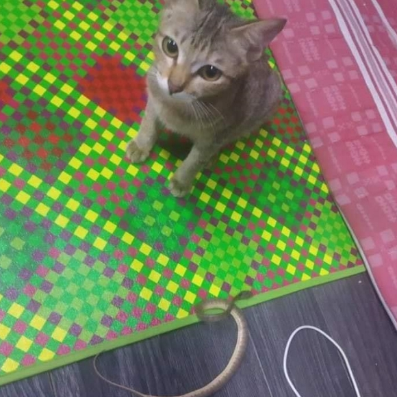 小猫咬坏耳机惹主人怒斥 竟献上小蛇乞赔罪求原谅 小猫咬坏耳机惹主人怒斥 竟献上小蛇乞赔罪求原谅