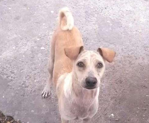 热心人给流浪犬一只鸡翅,下一秒狗狗的行为,让人感动
