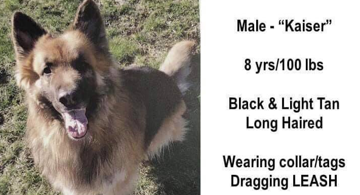5岁国王牧羊犬逃家玩失踪 八个月后在175英里处被发现 5岁国王牧羊犬逃家玩失踪 八个月后在175英里处被发现