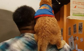上班打扫还要充当猫咪坐骑 还得献上拍屁股服 上班打扫还要充当猫咪坐骑 还得献上拍屁股服