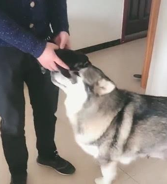 狗狗睡一觉醒来发现孩子少了一只,下一秒的姿势让主人笑喷 ! 狗狗睡一觉醒来发现孩子少了一只,下一秒的姿势让主人笑喷 !