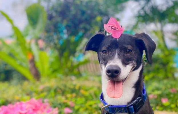 狗狗爬山后不停打喷嚏，主人发现原因后告诫