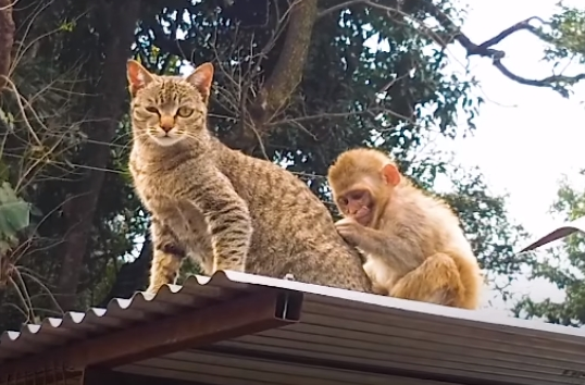 动物的友谊不分种族！超暖心虎斑猫主动照顾受伤小猴