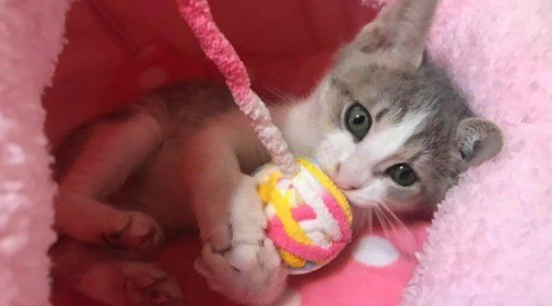 玩球投入得整只猫翻肚 躺下不到3秒钟瞬间关机