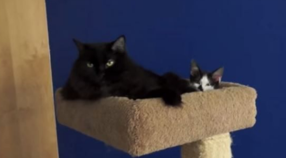 猫咪兄弟档感情超好 放弃猫搭台也要窝一起