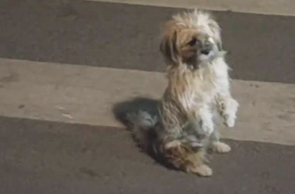 深更半夜流浪犬冲着女生“行礼”，还认为在卖萌，得知缘故她心痛十分