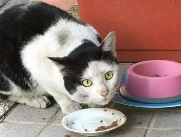 还记得那只“妹妹头”的猫吗?它被老师收养了,还和孩子一起上课 还记得那只“妹妹头”的猫吗?它被老师收养了,还和孩子一起上课