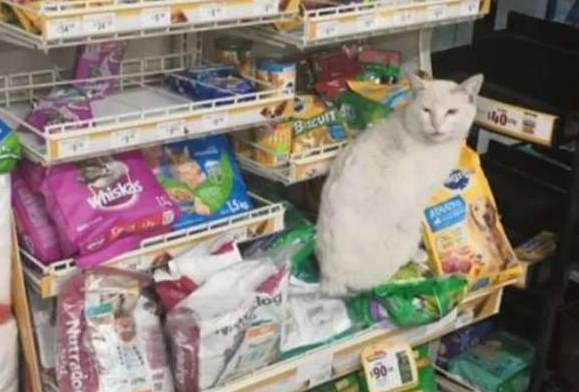 断尾流浪猫在超市门前骗吃骗喝，最后…直接骗到了一个家