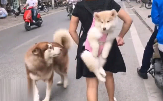 主人带着二只狗出门，一心显摆却忽视重中之重，路人很无奈
