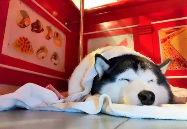 主人金铺遭“打劫”,狗狗却睡得跟猪一样!真不愧是雪橇三傻 主人金铺遭“打劫”,狗狗却睡得跟猪一样!真不愧是雪橇三傻