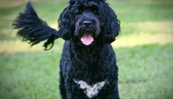 葡萄牙水犬打嗝怎么办？一文替你解答！