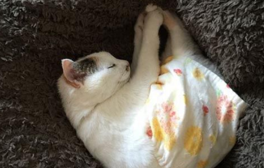 用心的猫奴爱替猫咪穿衣打扮 背后是奴才满满的爱！