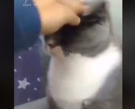下马威让你知道谁是老大! 小猫被霸凌幸好马麻来救场 下马威让你知道谁是老大! 小猫被霸凌幸好马麻来救场