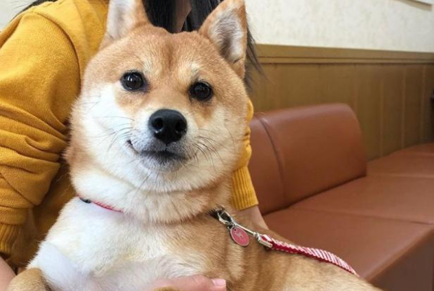 超偏心柴犬,见到男主人立刻飞奔求拥抱,对女主人却一脸冷漠 超偏心柴犬,见到男主人立刻飞奔求拥抱,对女主人却一脸冷漠