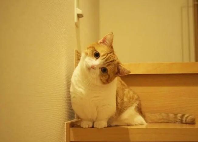 猫咪乱尿有什么解决方法 猫咪乱尿有什么解决方法