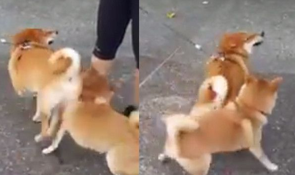不爽你很久了 柴犬使出屁勾拳猛撞对方