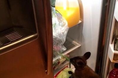 小袋鼠肚子饿找不到食物 翻冰箱见葱大快朵颐 小袋鼠肚子饿找不到食物 翻冰箱见葱大快朵颐
