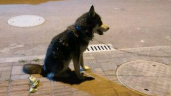 狗狗被拴在路灯下面 狗狗的遭遇让人很心疼