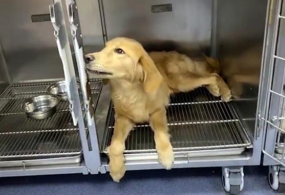 车祸后惨遭遗弃的金毛犬，身体无法动弹