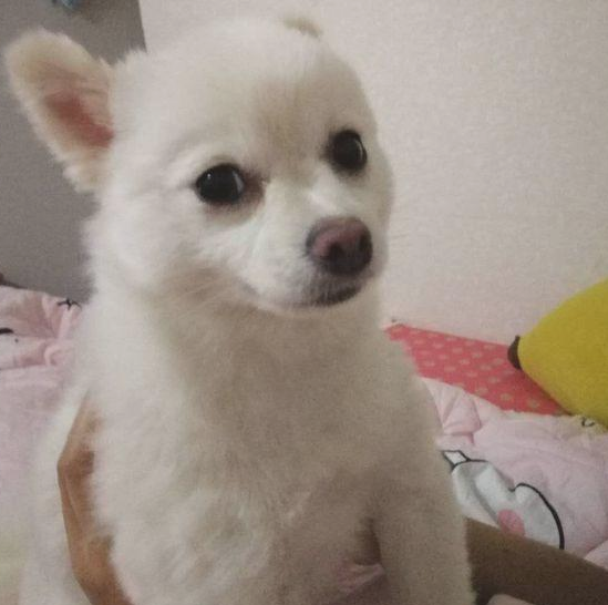 女生带著捡到的流浪犬上街,没想到风流倜傥,这下抱都抱不回家 女生带著捡到的流浪犬上街,没想到风流倜傥,这下抱都抱不回家